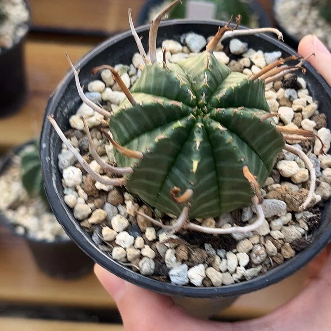 M***香潮流植物优选法利达，实生