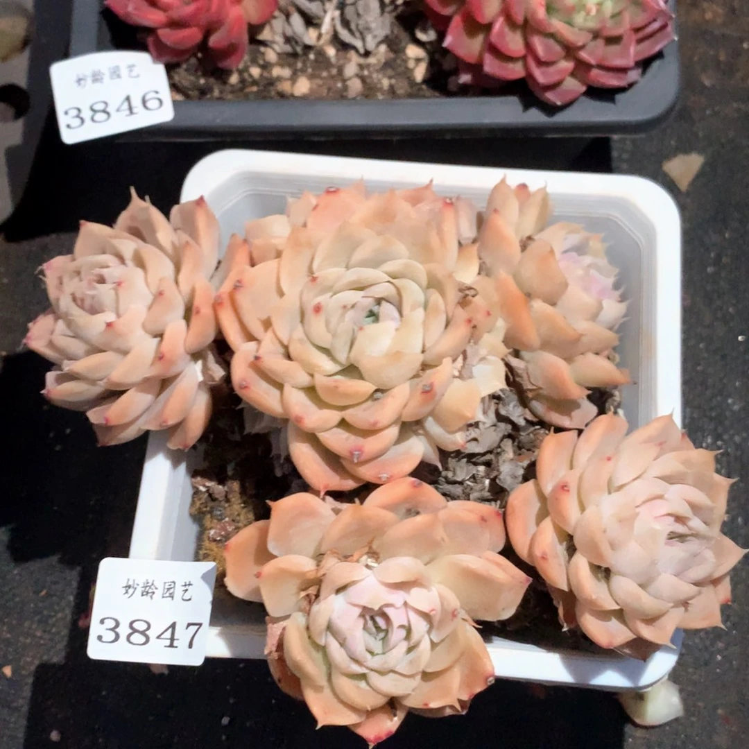 3847瑕疵不售后特价处理