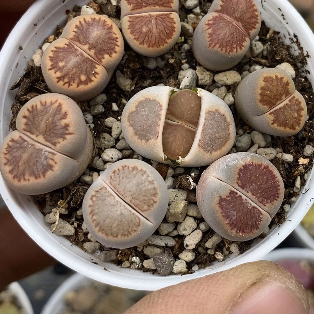 0618直播间一物一拍