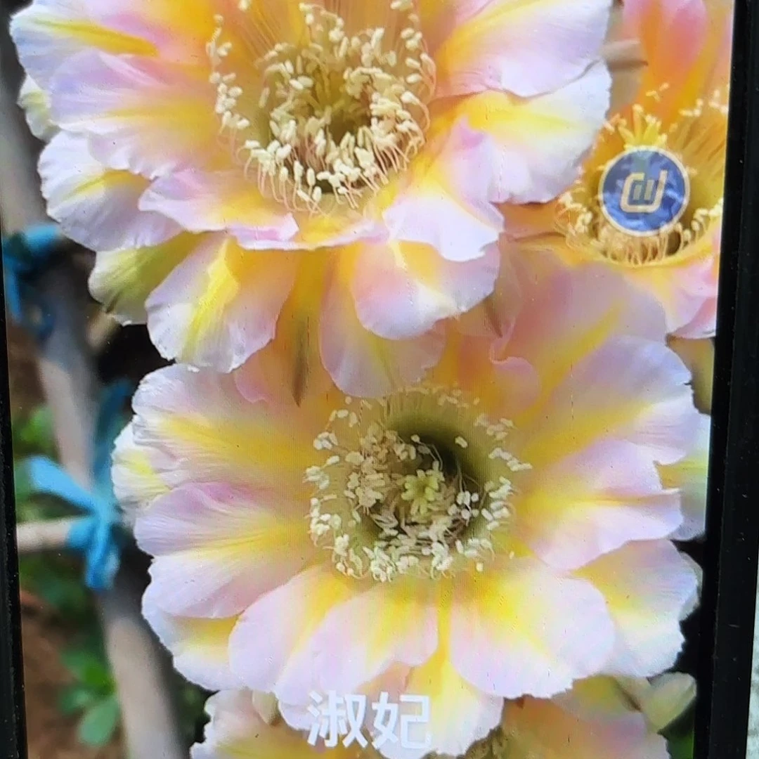 淑妃彩侧牙20包邮仙人球34