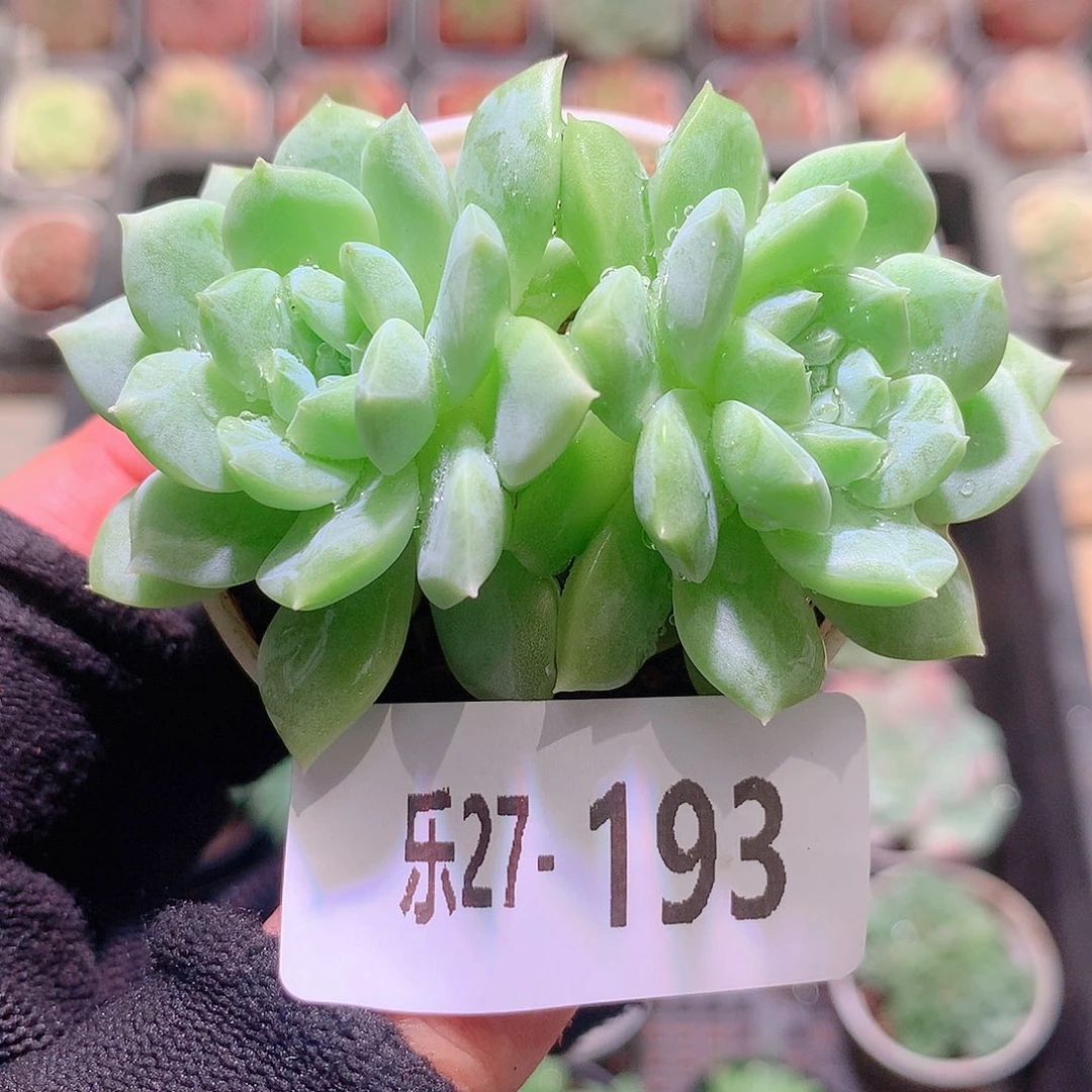 乐然27-193 新品珍妮