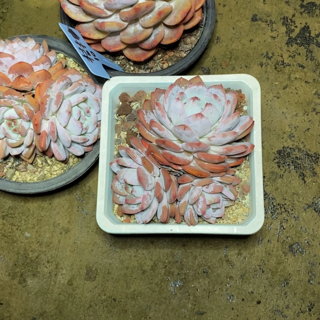 啊军喵多肉橙子群