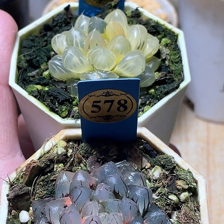 半***夏700➕578两个一起发货一物