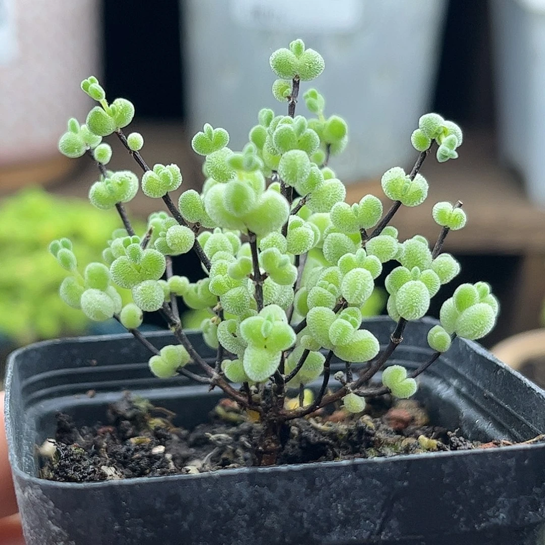 17薄荷实生莱斯优选枝干