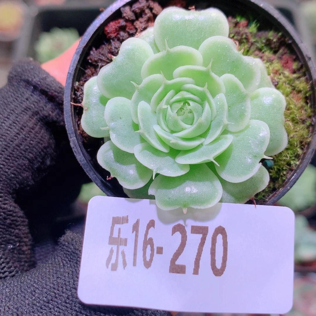 乐然16-170 贝尔单头