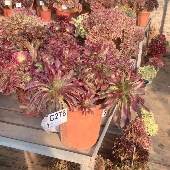 278孔雀追多肉法师