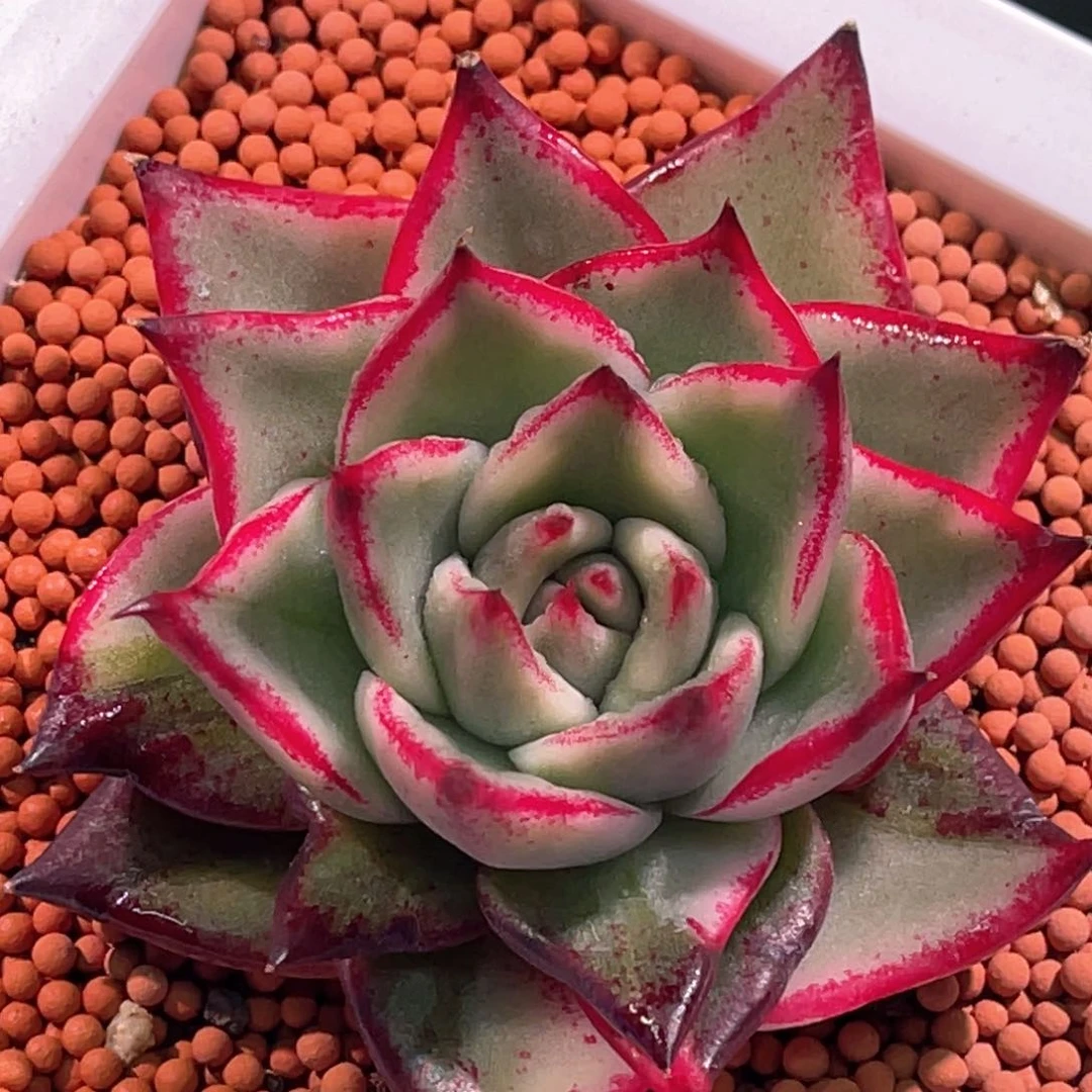 多肉特价玛琳娜锦