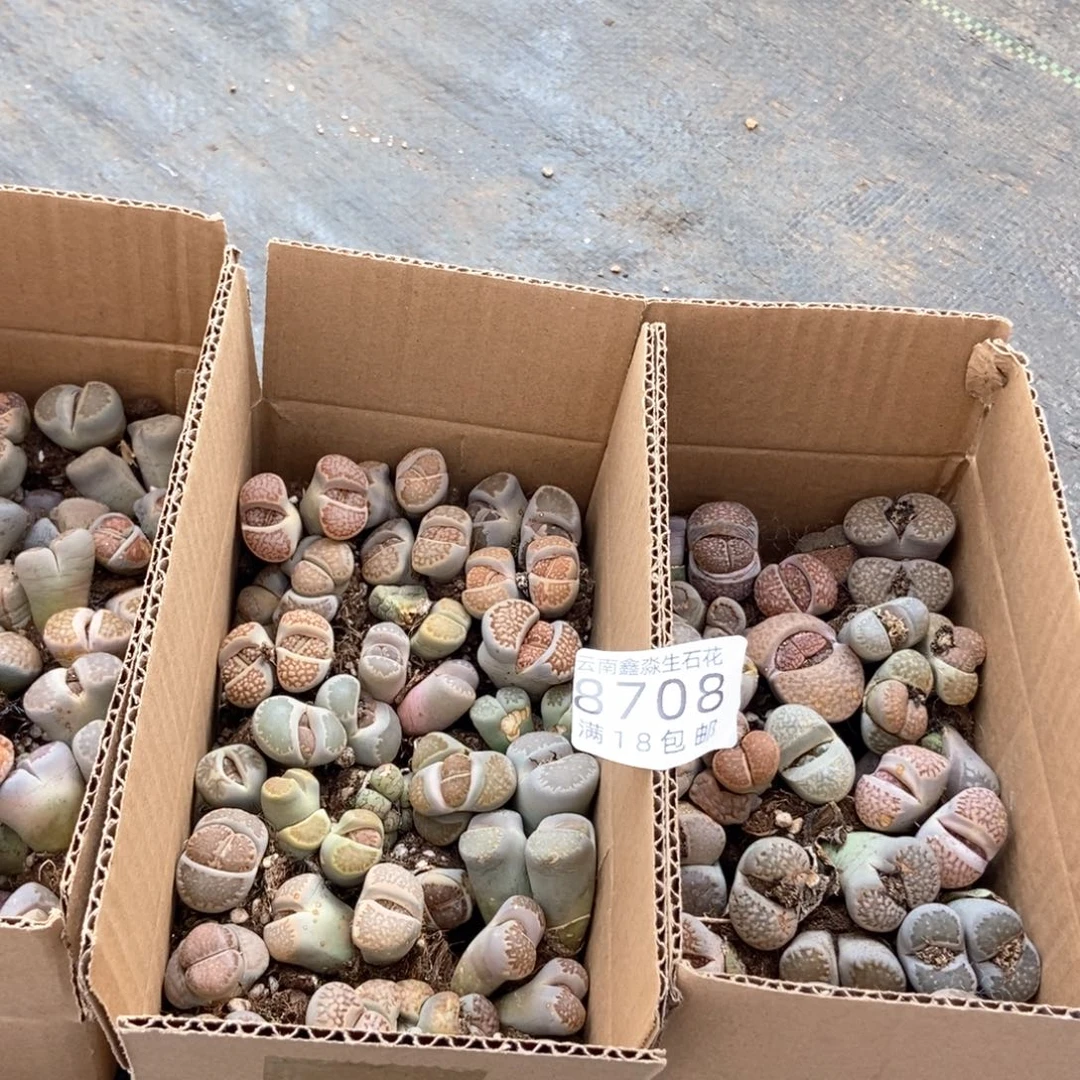 8708彩色混合一箱量拍发货一箱