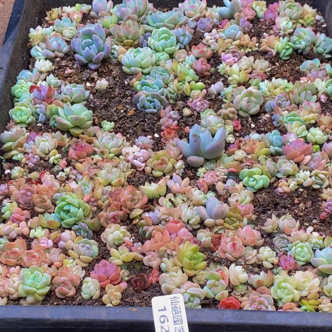 P****、162的人在一起的时候就会