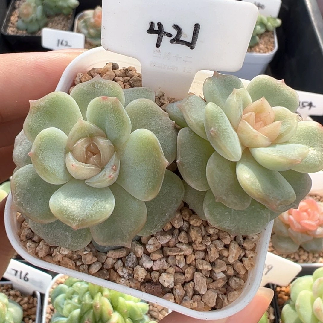421号宫花隐藏款 晗雨多肉