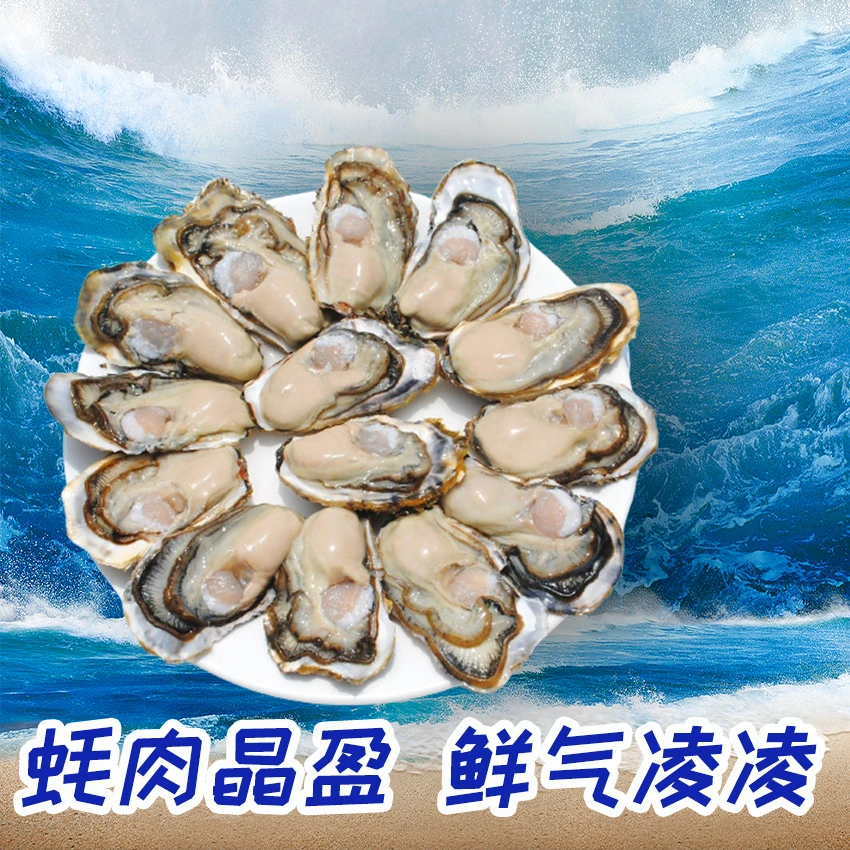 【新人福利】蚝香乳山8+超大生蚝买3个送2个，买5个送5个