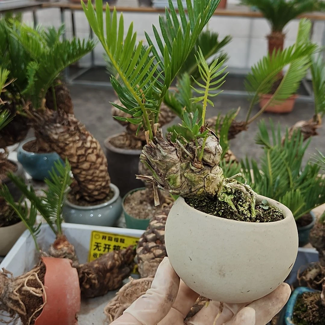 南***所无花朵白鳞铁盆景基地价