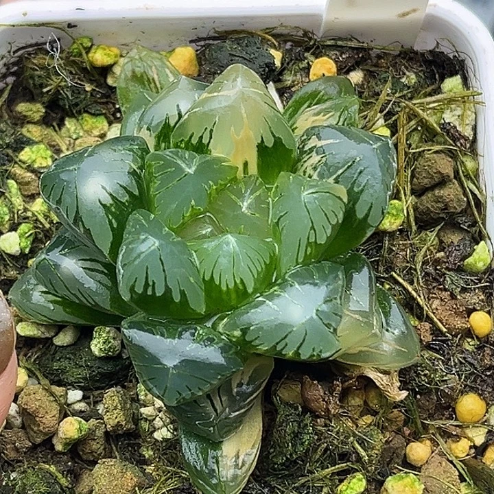 168老川玉露锦头家多肉十二卷