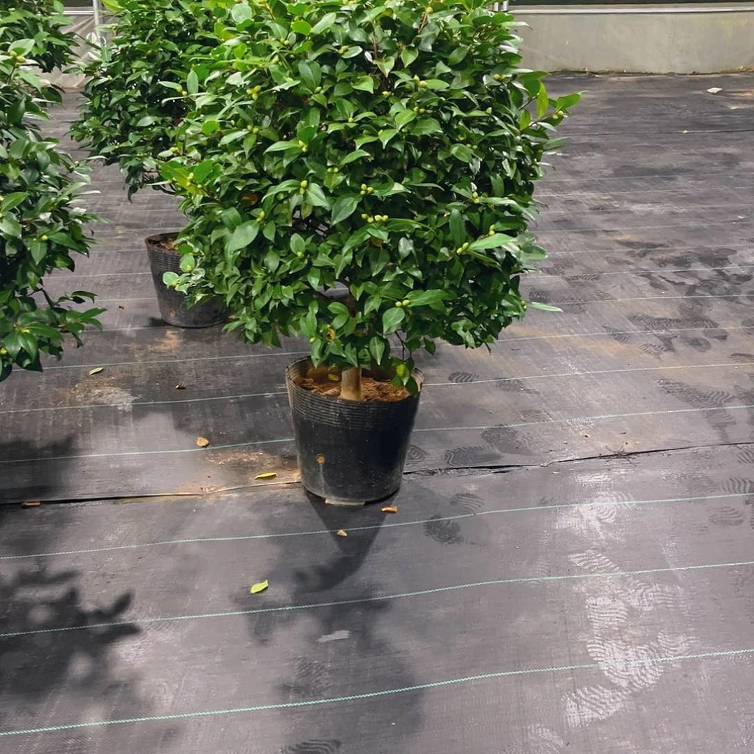 完全开放装****哥香妃