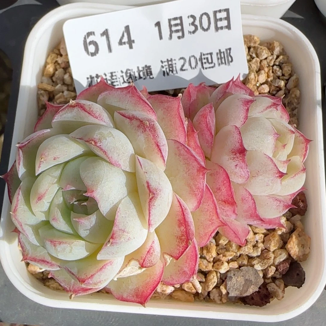 花语逸镜0130-614