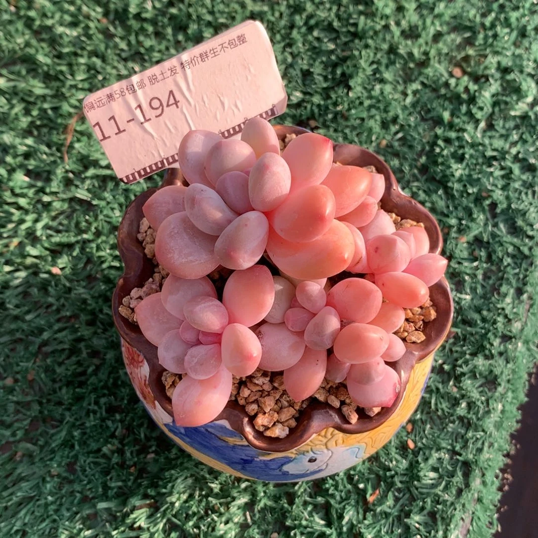 香水老自然群58包邮不包整