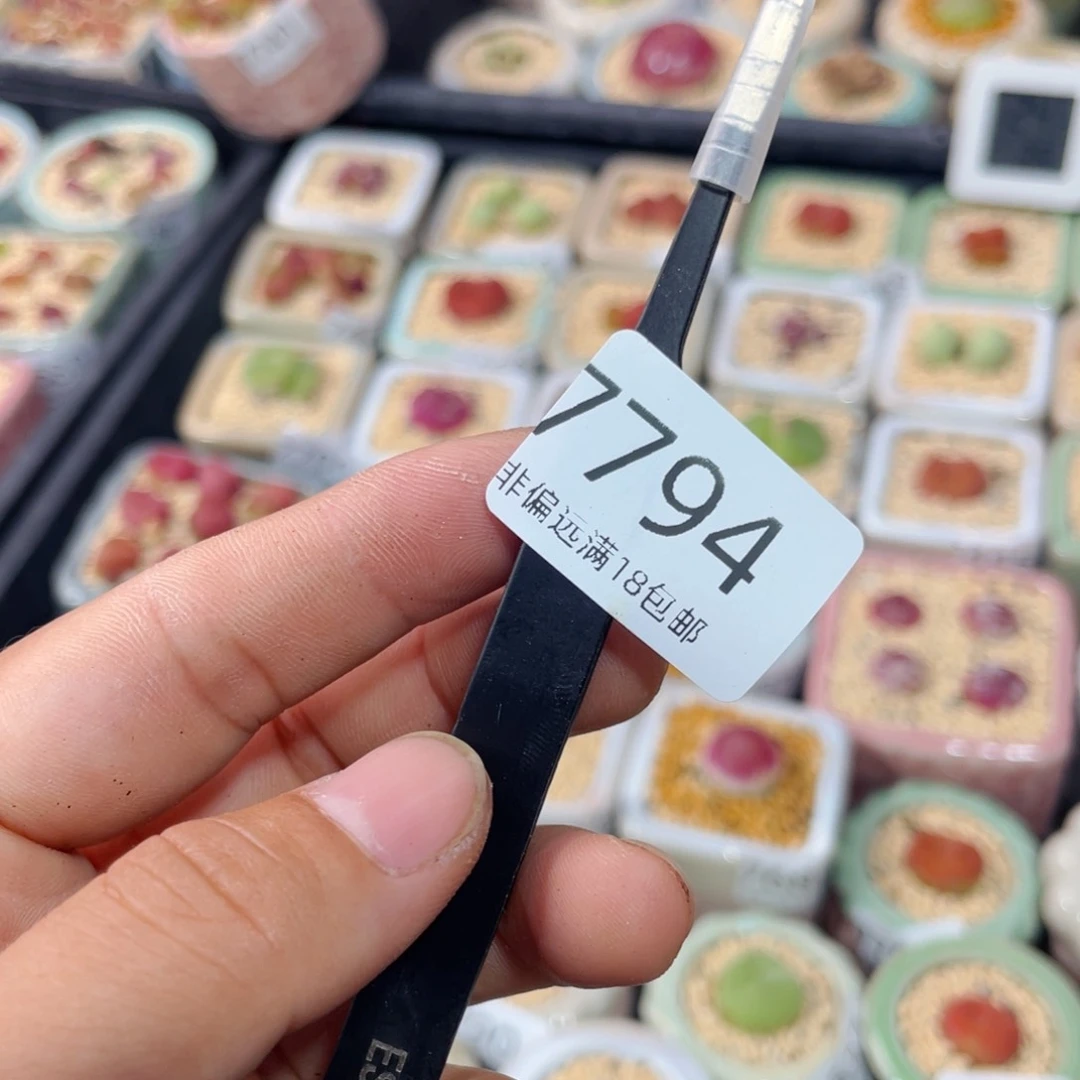 无花朵蘑**象7794-一物一拍