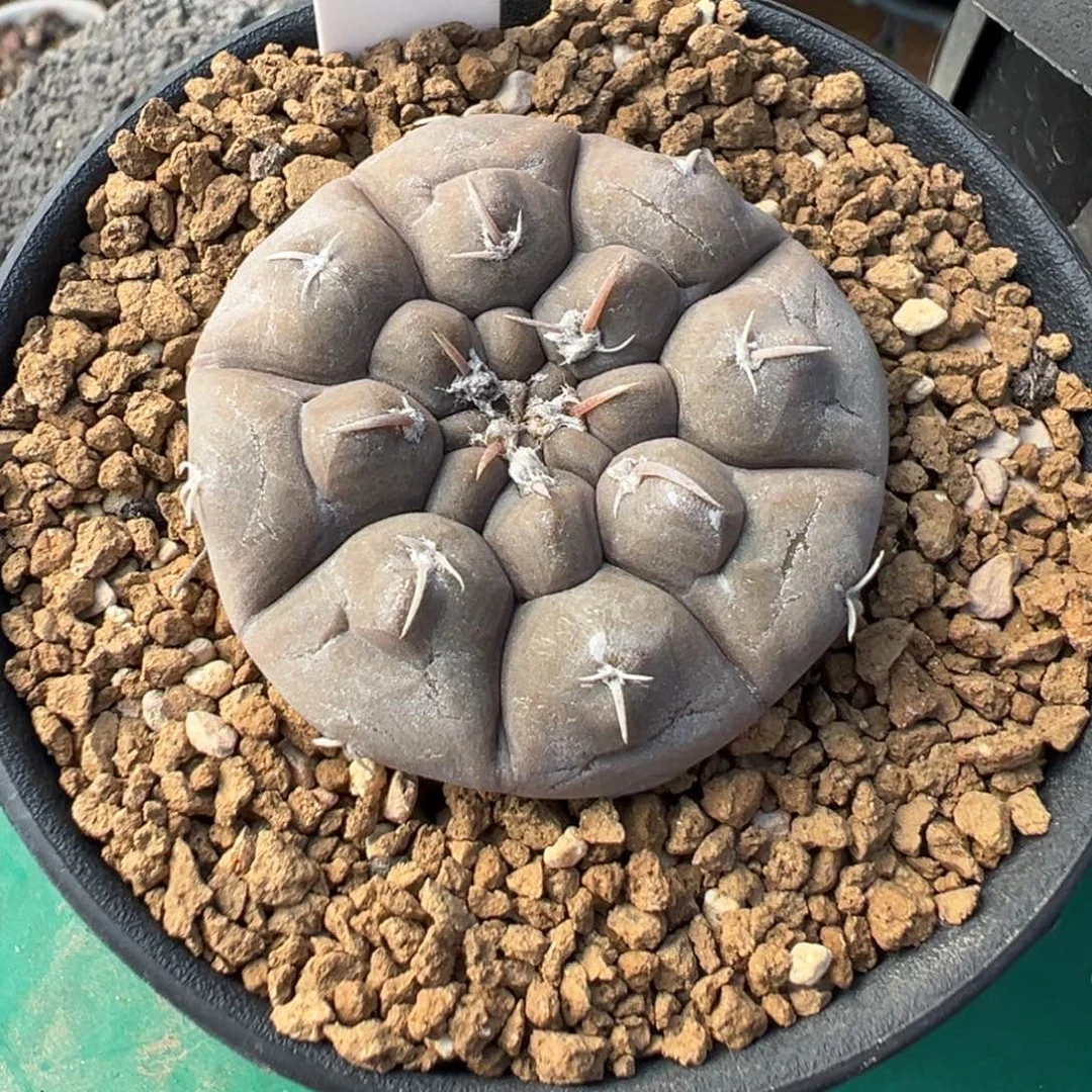 啊***火275实生根铅皮多肉植物带盆土