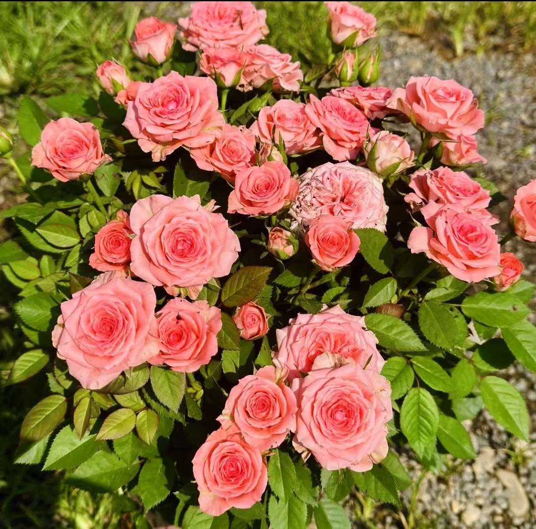 鲜度瑞啦 月季多年生多季节开花爆花