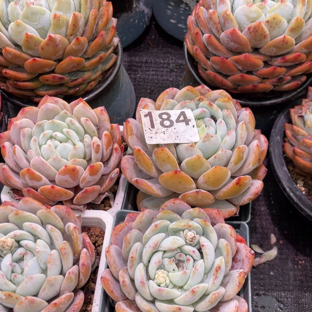 【闪购商品】₍****184