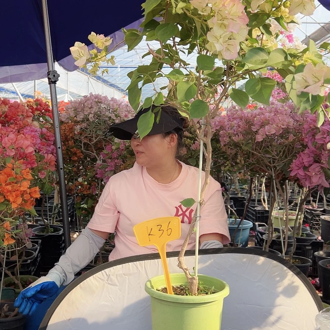 徐***行大部分花苞少量开放K36绿樱