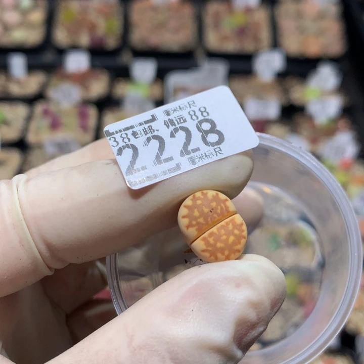 汪****蛋Zzzz精品生石花2228