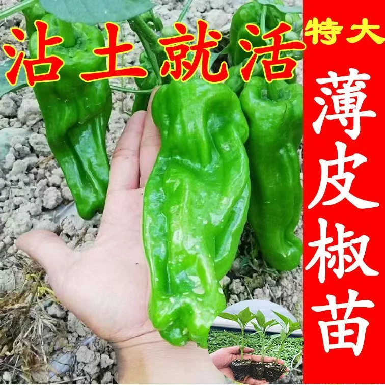 薄皮辣椒苗秧苗大果邹皮辣椒香辣脆香高产抗病阳台庭院好养