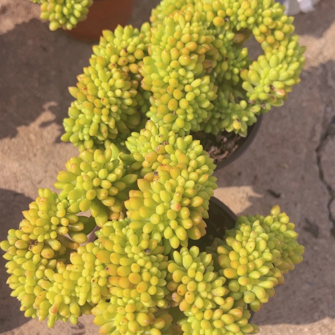 春萌缀整装整群两盆