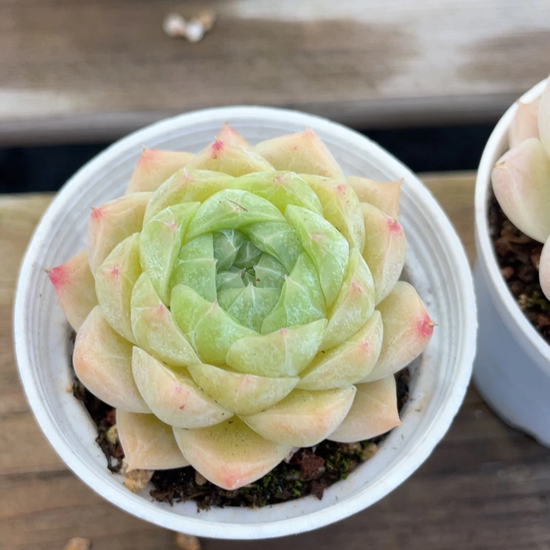 优选麦杆福利894