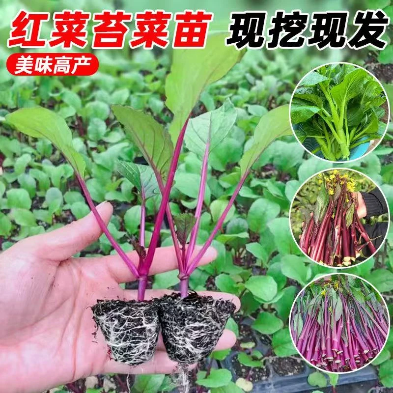 红菜苔秧苗蔬菜苗十月红杆红菜苔新鲜耐寒秋冬季蔬菜苗秧苗