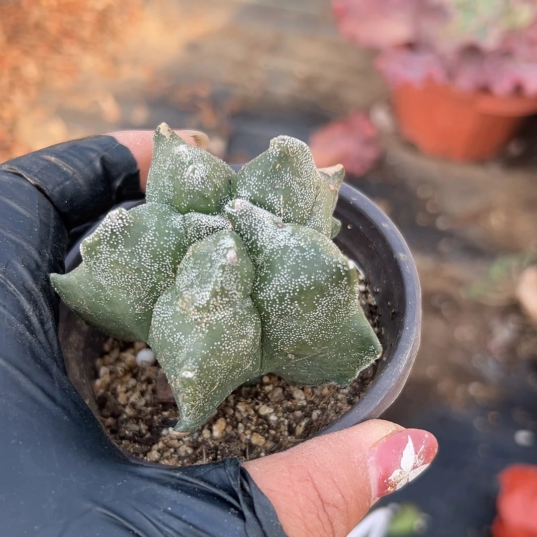 多肉植物多肉植物