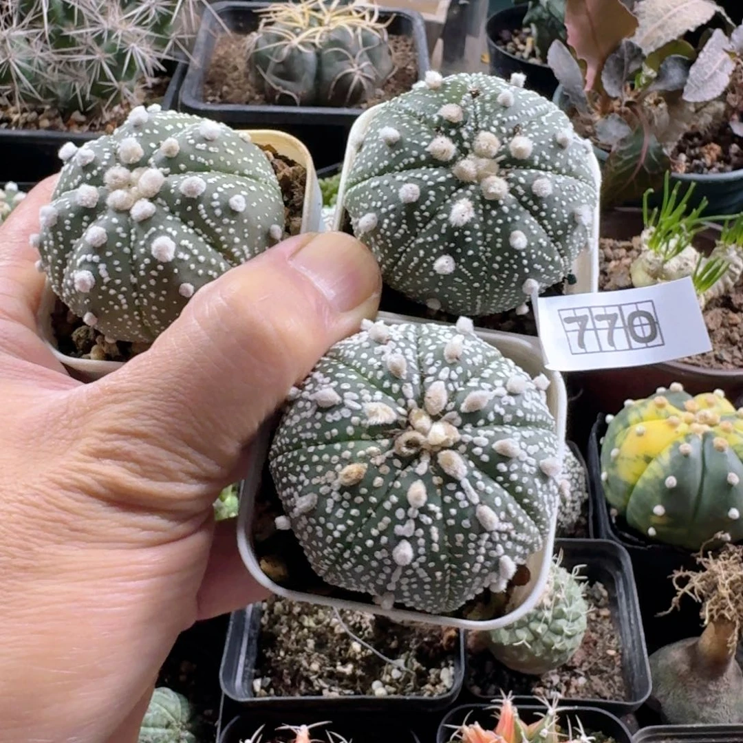 770一套星兜带盆发货