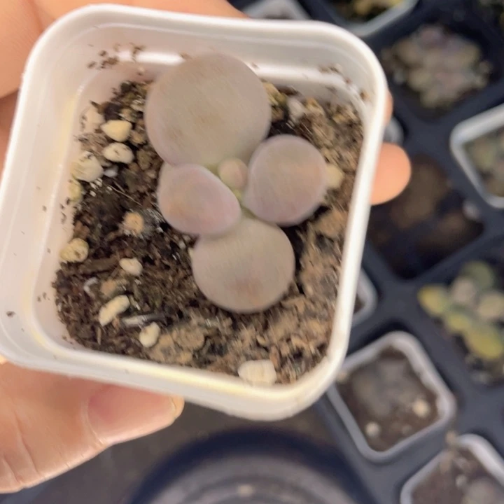糖果单头随机发满18包邮