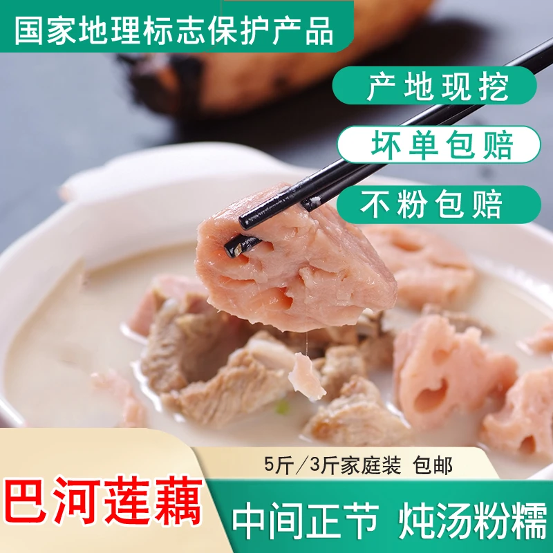 湖北巴河莲藕新鲜粉藕现挖煲汤炖汤口感粉糯