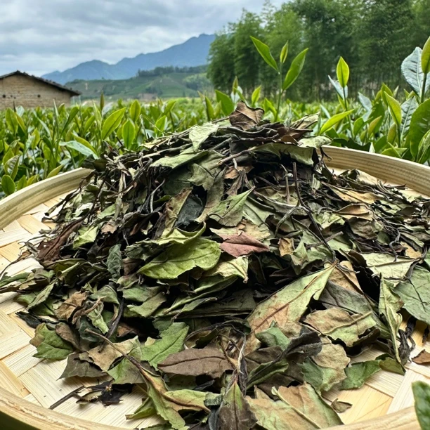 【全弟自营】2024贡眉大叶 冰糖甜 花香蜜韵 回甘清甜 汤醇厚