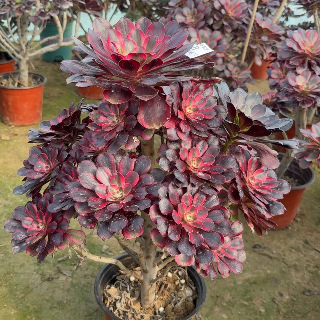 248丽娜多肉植物多肉植物