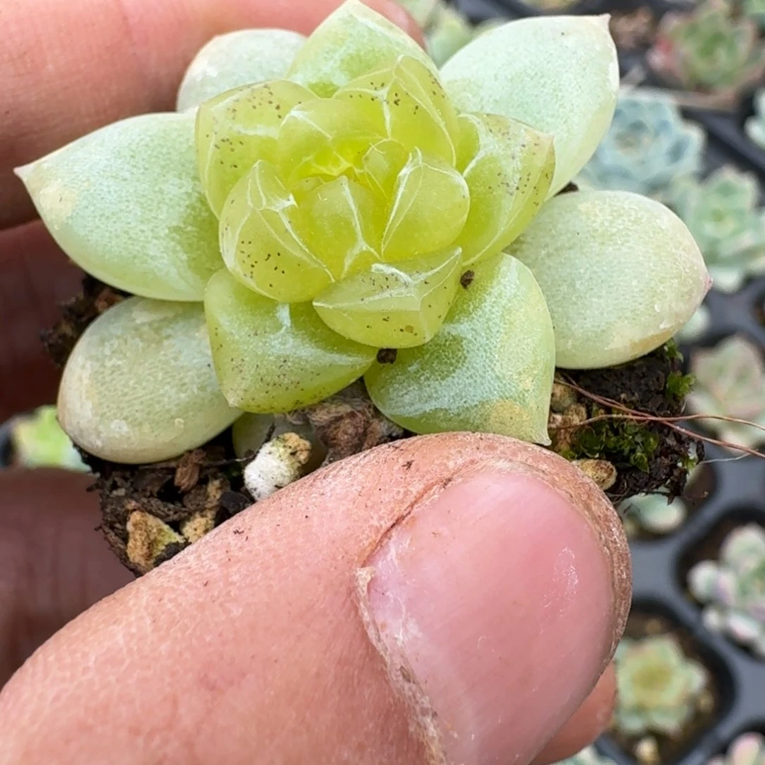 多肉杂交一物一拍22-32