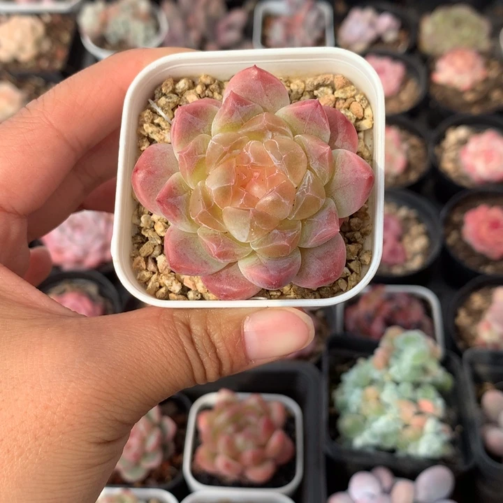 精控溏心珍妮多肉