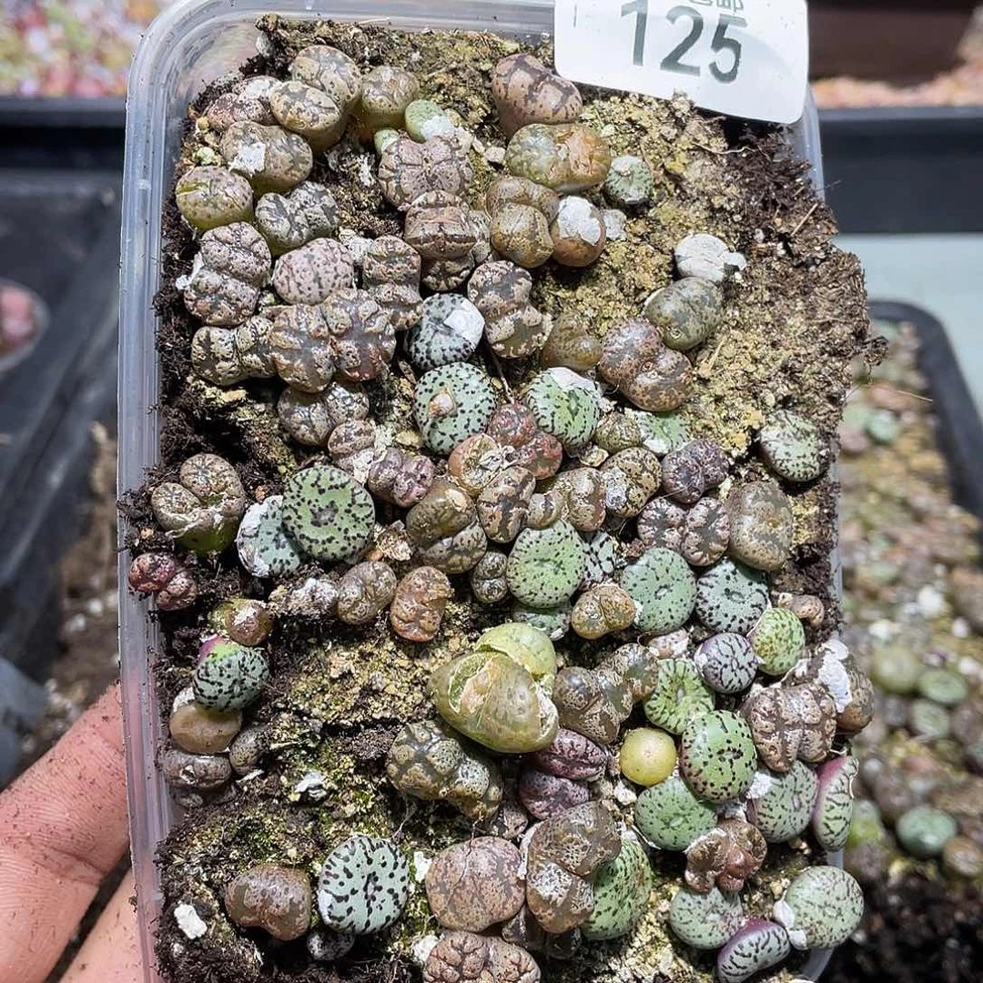 125当天凑满十八元包邮生石花