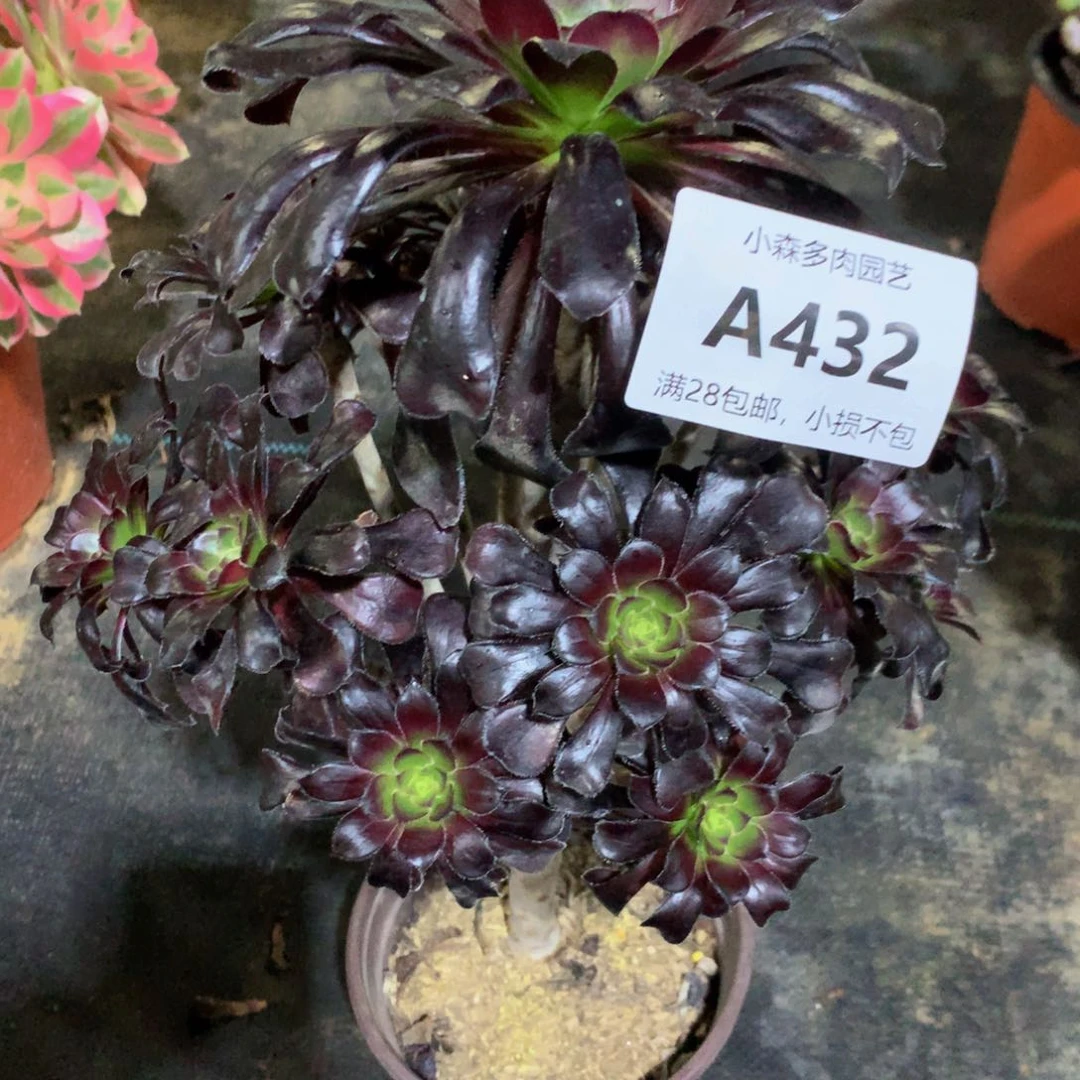茉*432魔法8888888888