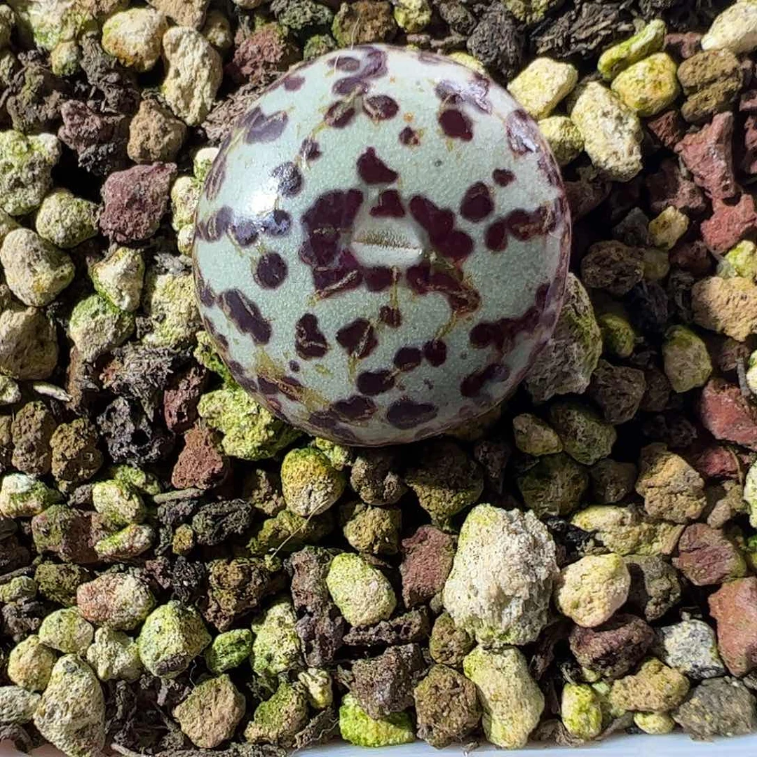 0000266 一物一拍……