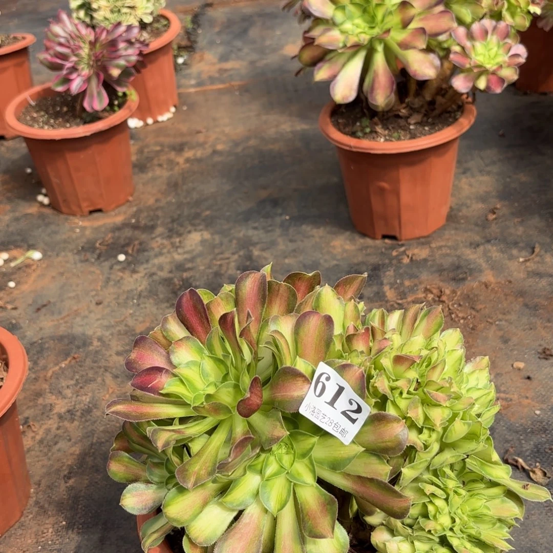 612号韶华缀化多肉植物