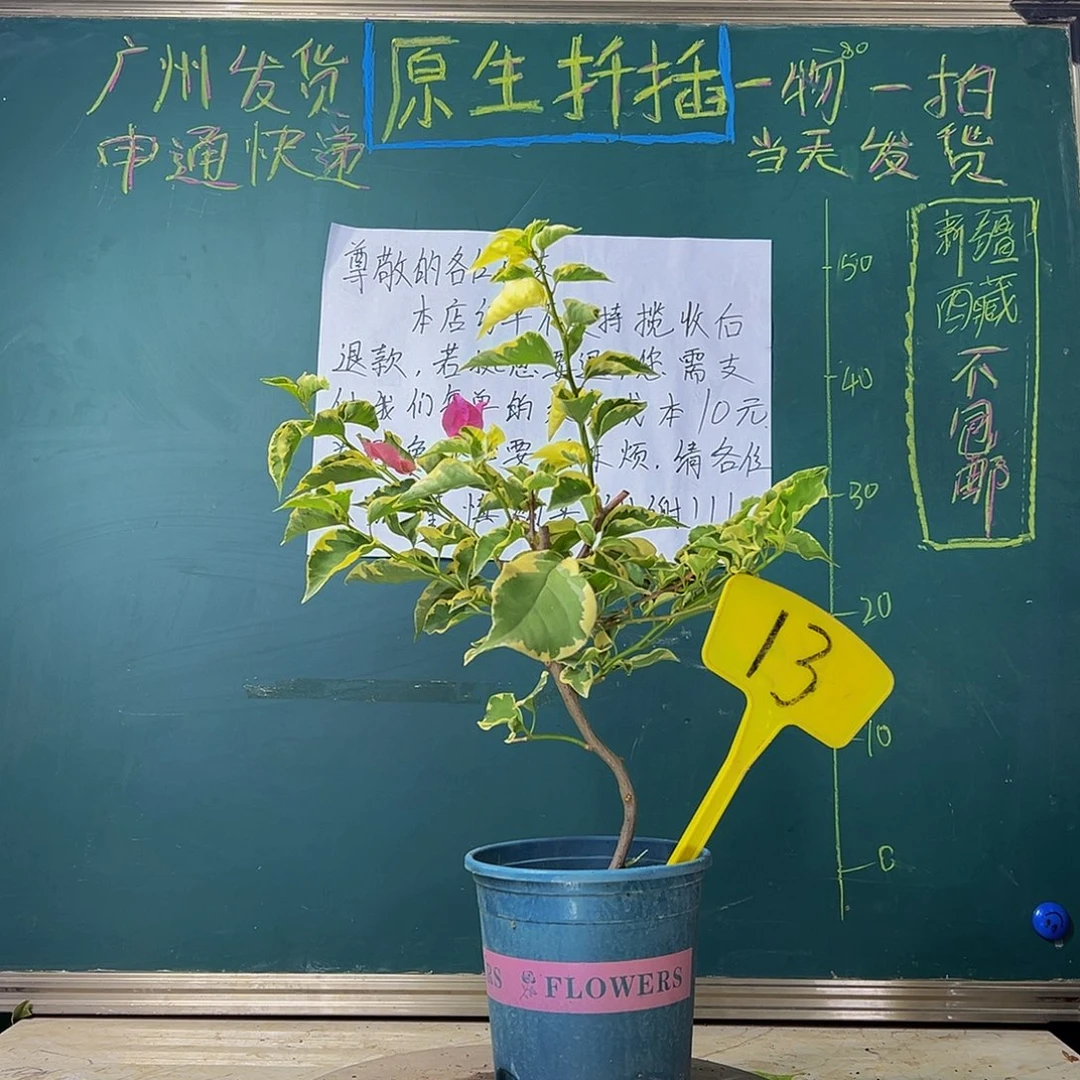 当前无花栽培后可以开花 弯杆 蜡染粉  13