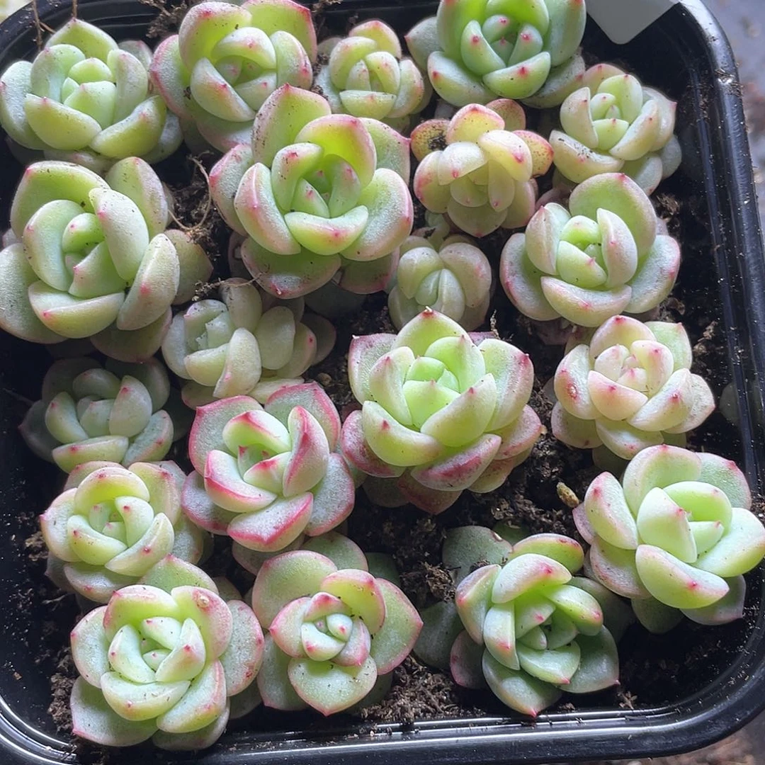 cd杂交一物一拍171