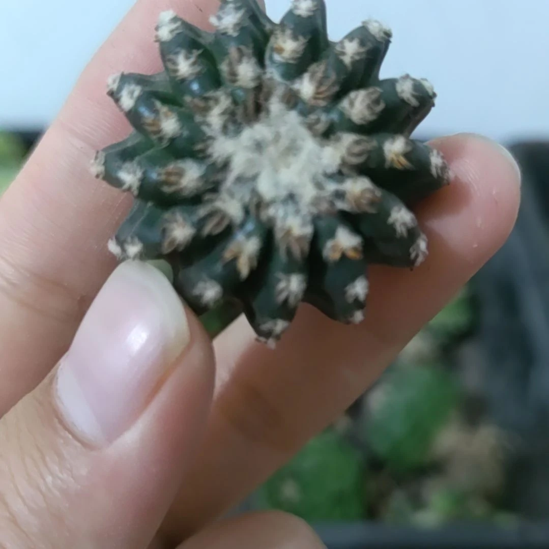 一物一拍，猫爪奇特丸
