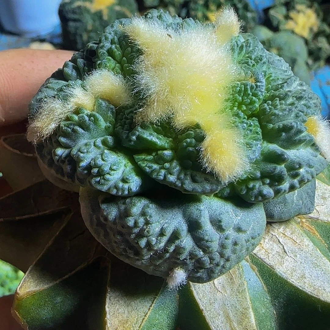 蓝皮大尤龟甲怒480仙人球