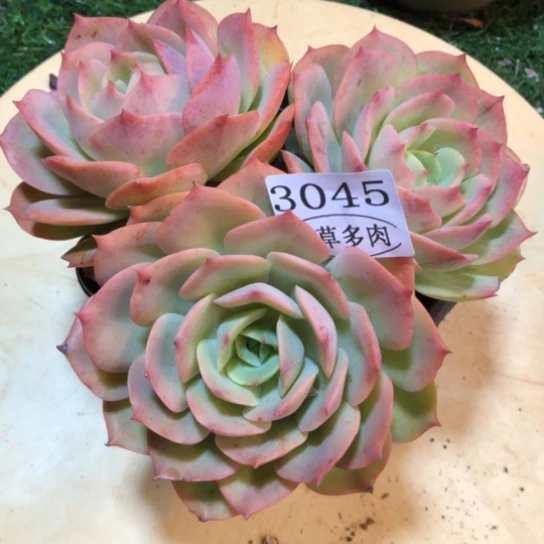 白雪公主，3045，一物一拍