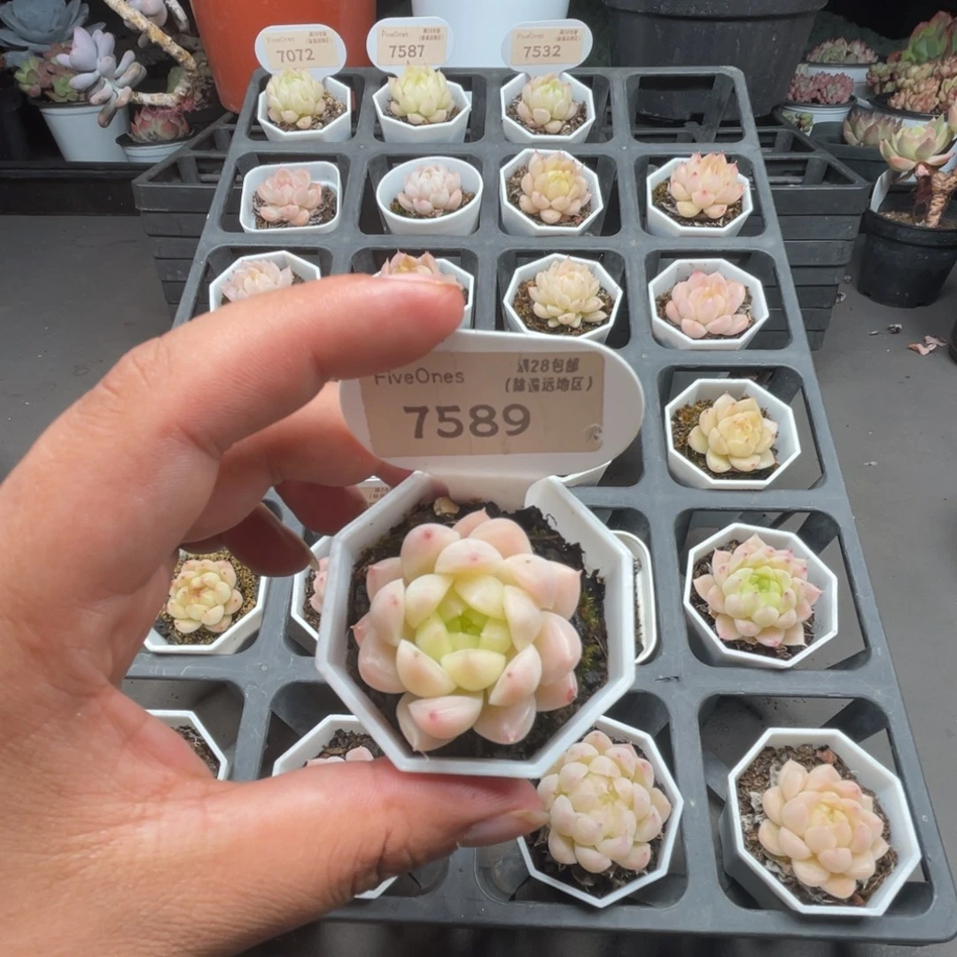7589  麦秆3.5厘米