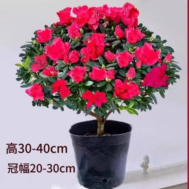 带花苞杜鹃花盆栽花卉四季开花易活室内外绿植