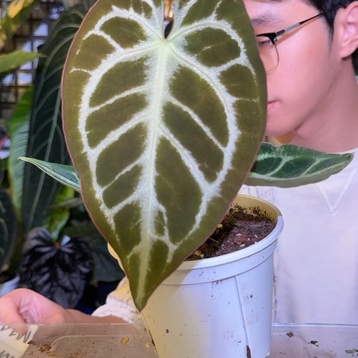 完全开放M12 蝴蝶花烛